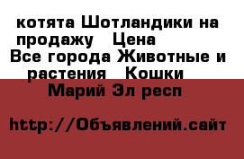 котята Шотландики на продажу › Цена ­ 5 000 - Все города Животные и растения » Кошки   . Марий Эл респ.